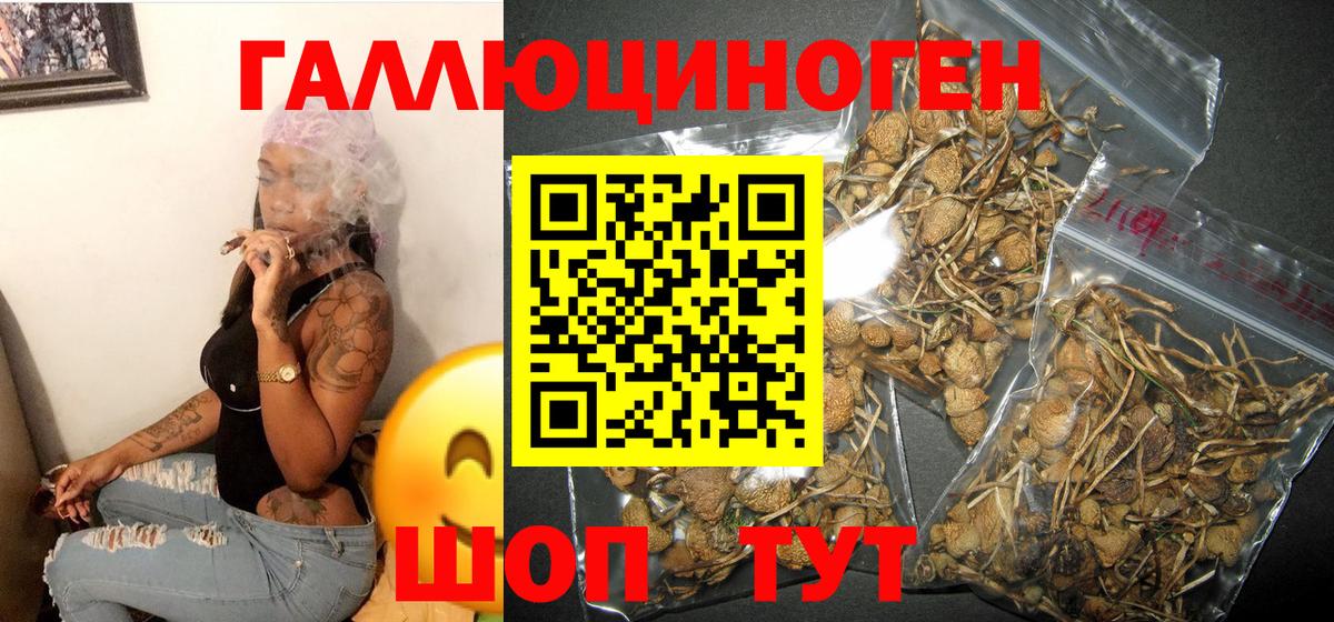 Галлюциногенные грибы Psilocybine cubensis Торжок